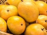 देवगड हापूस आणि कर्नाटकी आंब्यातला फरक कसा ओळखावा? फसवणूक टाळण्यासाठी ४ गोष्टी तपासा - Marathi News | How to identify real hapus mango or real alphonso mango, how to identify difference between real konkani hapus and karnataki hapus | Latest sakhi Photos at Lokmat.com