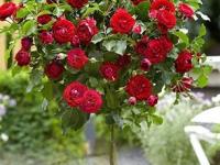 फुलांवर मावा पडतो, बुरशी लागते? १ उपाय करा, कीड लागणार नाही- फुलांनी बहरेल रोप - Marathi News | How Do I Get Rid Of Bugs on My Rose Plants : How To Get Rid Of Bugs On Roses Naturally | Latest sakhi Photos at Lokmat.com