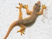 घरात पालींच्या छोट्या पिल्लांचा सुळसुळाट ? ५ सोपे उपाय-पाली गायब होतील - Marathi News | How To Get Rid From Lizard : How to Get Rid From Lizards in Home | Latest sakhi Photos at Lokmat.com