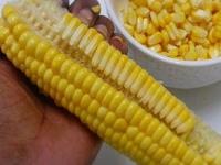 मक्याचे दाणे २ मिनिटांत निघतील; १ ट्रिक वापरा; दाणे काढण्याचं किचकट काम होईल सोपं - Marathi News | The Cleanest Way To Remove Corn From The Cob : How To Remove Corn From After Cooking | Latest sakhi Photos at Lokmat.com