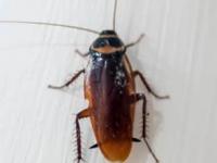 किचनमध्ये बारीक झुरळं फार झाली? घराच्या कोपऱ्यात ३ गोष्टी ठेवा, झुरळं होतील गायब - Marathi News | How To Get Rid Of Cockroaches: 3 Home Remedies Cockroaches To Get Rid Of Cokroaches | Latest sakhi Photos at Lokmat.com