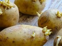 पावसाळ्यात बटाट्याला खूपच लवकर कोंब येतात, असे बटाटे खावेत का? वाचा तज्ज्ञांनी दिलेला सल्ला... - Marathi News | is it ok and safe to eat sprouted potato? side effects of eating sprouted potato, why to avoid sprouted potato? | Latest sakhi Photos at Lokmat.com