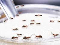 पावसाळ्यात साखर - गुळाच्या डब्याला मुंग्या लागल्या ? करा सोपे ६ उपाय, मुंग्या होतील कायम दूर... - Marathi News | How to Get ridoff Ants from Sugar Easily how to keep sugar safe from ants | Latest sakhi Photos at Lokmat.com