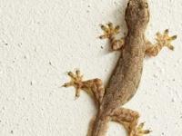 किचनच्या भिंतींवर पालींचा सुळसुळाट झालाय? ५ घरगुती उपाय करा-२ मिनिटांत पाली होतील गायब - Marathi News | How To Get Rid From Lizard In Kitchen : Simple Methods To Get Rid Of Lizards At Home | Latest sakhi Photos at Lokmat.com