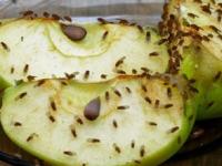 घरातल्या माशा-चिलटं-डास-पाली-झुरळं घालविण्याचे सोपे उपाय, घर राहील चकाचक आणि इन्फेक्शन होईल कमी - Marathi News | how to get rid of insects from home, best home hacks to keep away mosquito, houseflies, cockroaches, insects from house | Latest sakhi Photos at Lokmat.com