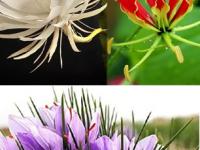 फुलं इतकी महाग की तेवढ्या किमतीत येईल प्लॅट- बंगला-गाडी! पाहा जगातली सर्वाधिक महाग सुंदर फुलं... - Marathi News | 8 most expensive flowers and trees in the world The 8 most expensive flowers in the world | Latest sakhi Photos at Lokmat.com