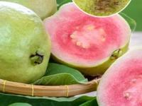 तुम्ही घेत आहात ते पेरू किडके तर नाही ना? पिकलेले गोड पेरू खरेदी करण्यासाठी ३ टिप्स - Marathi News | simple tips to buy perfect sweet guava, how to identify sweet and tasty guava, shopping tips for guava | Latest sakhi Photos at Lokmat.com