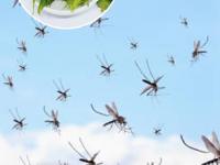 फक्त एका मिनिटांत डास होतील गायब, करा ‘हा’ सोपा उपाय-घरही होईल सुगंध - Marathi News | 1 simple trick to get rid of mosquitoes, how to get rid of mosquitoes? | Latest sakhi Photos at Lokmat.com