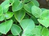 ओव्याचे १० उपयोग जे कधी ऐकलेही नसतील.. ओव्याची पाने म्हणजे ऑल इन वन सॉल्यूशन - Marathi News | 10 Uses Of carom/Ajwain That You May Have Never Heard Of.. | Latest sakhi Photos at Lokmat.com