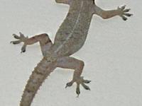 उन्हाळ्यात पालीच्या पिल्लांचा सुळसुळाट? कापसाचा बोळा घेऊन करा 'हा' उपाय- पाली घरातून गायब होतील - Marathi News | how to keep chipkali or lizard away from house, best trick to keep chipkali out of your house, home hacks to get rid of chipkali | Latest sakhi Photos at Lokmat.com