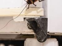 घरभर पळणाऱ्या झुरळांमुळे वैताग आला? ३ पदार्थ वापरून करा घरगुती उपाय- झुरळं घरातून गायब - Marathi News | How to get rid of cockroaches? home hacks to get rid of cockroaches | Latest sakhi Photos at Lokmat.com