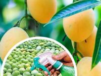 गुढीपाडव्यानिमित्त आंब्याची पहिली पेटी आणली? पण आंबे नैसर्गिकरित्या पिकवले की नाही - कसे ओळखाल... - Marathi News | How to identify if the mango is naturally or artificially ripened This is how you can identify artificially ripened mangoes | Latest sakhi Photos at Lokmat.com