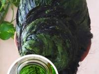 १ वाटी पुदिन्याचे ५ हेअर मास्क, उन्हात डोकं राहील थंड आणि केसही होतील सुंदर... - Marathi News | How to use mint hair mask during summer Make Your Hair Super Healthy With Mint Hair Masks Try this peppermint hair mask to soothe your summer scalp & hair | Latest sakhi Photos at Lokmat.com