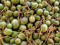 गरिबांच्या ताटातल्या 'या' भाजीची भलतीच वाढली मागणी! विदेशी पर्यटकही करतात किलो- किलोने खरेदी - Marathi News | traditional Rajasthani vegetable, benefits of eating ker sabji, how to make Rajasthani ker sabji, most expensive sabji of rajasthan | Latest sakhi Photos at Lokmat.com