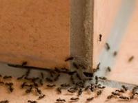 मुंग्या-पाली-झुरळं-माशा पळवून लावणारे ६ घरगुती उपाय- विकतच्या किटकनाशकांची गरजच नाही - Marathi News | home hacks to get rid of lizard, ants, cockroaches, rat, how to do natural pest control to get rid of lizard, ants, cockroaches, rat | Latest sakhi Photos at Lokmat.com