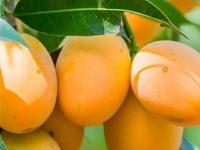 हापूस आंब्याचा राजा असला तरी भारतातले हे ८ आंबे आहेत अतिशय गोड, पाहा कोणता खायचा... - Marathi News | Mango varieties that define the flavors of India Mango Varieties famous mango varieties in India and how to identify them Best Famous Mango Varieties in India | Latest sakhi Photos at Lokmat.com