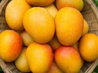 बाजारात ‘फेक मँगो’ची चर्चा! आपण खराखुराच आंबा खातोय, कसं ओळखाल? - Marathi News | 'fake mangos' in the market! How do you know if you are eating real mango? | Latest sakhi Photos at Lokmat.com