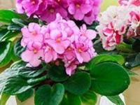 कुंडीतली घट्ट झालेली माती बदलायला वेळ नाही? घ्या उपाय, माती होईल भुसभुशीत- रोपंही वाढतील जोमानं - Marathi News | how to do re potting of plants without changing soil in pot, softening of soil without changing it, how to increase quality of soil in pot? | Latest sakhi Photos at Lokmat.com