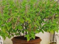 वाळून गेलेल्या रोपालाही ८ दिवसांतच फुटतील नवी पानं! रोपांना हिरवंगार करणारं द्या 'हे' खास टॉनिक - Marathi News | what to do if plant is dying, How To Revive A Dying Plant, best home hacks for Revive A Dying Plant | Latest sakhi Photos at Lokmat.com