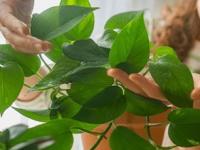 सिखो ना .. झाडांची भाषा! पानंच सांगतात, त्यांना काय हवंय-पाहा कशी ओळखायची लक्षणं.. - Marathi News | care tips for plants, Learn the language of trees! The leaves tell you what they want - see how to recognize the signs. | Latest sakhi Photos at Lokmat.com