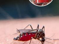 सर्दी- पडशाचा त्रास आणि घरातले डास.. दोघांनाही पळवून लावण्यासाठी फक्त ५ रुपयांचा भन्नाट उपाय - Marathi News | simple desi juggad to keep our house mosquito free, how to get rid of mosquitoes, how to get rid of cold and cough in monsoon | Latest sakhi Photos at Lokmat.com