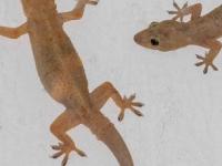 भिंतींवर सतत पाली फिरतात? १ चमचा मिठाचा १ उपाय, पेस्ट कंट्रोल न करता पाली गायब - Marathi News | 5 Effective ways To Get Rid Of Lizards : How To Get Rid Of Lizards At Home | Latest sakhi Photos at Lokmat.com