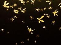 घरभर माश्या-लाइटभाेवती किडे घोंघावतात? ५ उपाय- घरातली झुरळं-पालीही होतील गायब - Marathi News | Home Remedies To Get Rid Of Insects : 5 Easy Ways To Remove Insects From House | Latest sakhi Photos at Lokmat.com