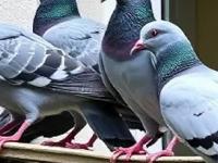 बाल्कनीत विष्ठेचा वास येतो-कबुतरांचा उच्छाद? ५ उपाय, एकही कबुतर घाण करणार नाही - Marathi News | How To Remove Pigeons From Balcony : 5 Methods To Remove Pigeons From Your Roof | Latest sakhi Photos at Lokmat.com