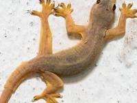 घरात पालीच्या पिल्लांचा सुळसुळाट? घराच्या कोपऱ्यात ५ पदार्थ ठेवा, न मरता पाली जातील घराबाहेर - Marathi News | How To Get Rid of Lizard At Home : 5 Natural Home Remedies To Remove Lizard From House | Latest sakhi Photos at Lokmat.com