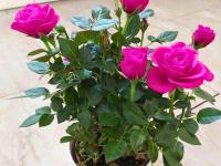 गुलाबाची पानं पिवळी होतात-फुलंच येत नाही? १ खास ट्रिक, लालबुंद गुलाबांनी बहरेल रोप - Marathi News | How To Rose Plant Bloom : How To Make Rose Plant Bloom Which Fertilizer Good For Rose Plant | Latest sakhi Photos at Lokmat.com