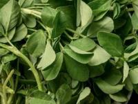 निरोगी त्वचा, मजबूत केस, वजन कमी करण्यासाठी बेस्ट ठरते मेथी; 'हे' आहेत १० जबरदस्त फायदे - Marathi News | ayurvedic health benefits of methi fenugreek leaves | Latest sakhi News at Lokmat.com