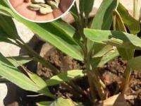 थंडीत घरीच वाढवा मस्त वेलचीचं रोप; छोट्या कुंडीत 'असं' रोप लावा; टोपलीभर वेलच्या येतील - Marathi News | How To Grow Cardamom Plant At Home : How Plant And Grow Cardamom At Home | Latest sakhi Photos at Lokmat.com