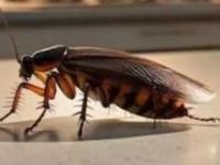 किचनमध्ये बारीक झुरळांचा सुळसुळाट झाला? १० उपाय, १० सेकंदात झुरळं गायब - Marathi News | How To Permanently Get Rid Of Cockroaches in House 10 Home Remedies | Latest sakhi Photos at Lokmat.com