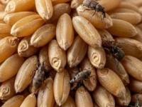 Fact Check : गव्हात पोरकिडे झाले? १ रुपयांचा शॅम्पू वापरा, धान्य चांगले ठेवण्याचा हा उपाय चांगला की... - Marathi News | Fact Check : Is is Safe To Use Clinic Plus Shampoo For Wheat Bugs | Latest sakhi Photos at Lokmat.com