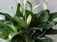 पीस लीलीला फुलं येतच नाहीत- पानंही पिवळी पडतात? ४ टिप्स- भरपूर येतील फुलं - Marathi News | how to take care of peace lily plant, 4 tips for blooming peace lily plant, how to get maximum flowers from peace lily plant | Latest sakhi Photos at Lokmat.com