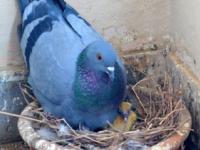 कबुतरांना शत्रू वाटणारे किचनमधले ५ पदार्थ बाल्कनीत ठेवा, कबुतरं फिरकणार नाहीत.. - Marathi News | How To Get Rid Of Pigeons In Balcony : How To Get Rid Of Pigeons In The House | Latest sakhi Photos at Lokmat.com