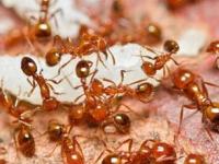 घरभर मुंग्यांच्या रांगाच रांगा? स्वयंपाकघरातल्या कोपऱ्यांत ठेवा ३ पदार्थ, मुंग्या होतील गायब - Marathi News | How To Get Rid OF Ants In House : How To Get Rid OF Ants Permanently | Latest sakhi Photos at Lokmat.com