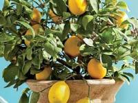 लिंबाच्या रोपाशेजारी चुकूनही लावू नका 'ही' रोपं, ना लिंबाचं रोप वाढेल ना लिंबू येतील... - Marathi News | avoid these 5 plants besides lemon plant, bad companion plants for lemon tree | Latest sakhi Photos at Lokmat.com