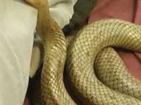 साप अंथरुणात शिरण्याची भिती वाटते? 7 गोष्टी करा, उन्हाळ्यात सापांचा टळेल धोका - Marathi News | How To Keep Snakes Away From Your Home : 7 Tips On Helping Snakes Leaves Your Home | Latest sakhi Photos at Lokmat.com