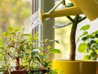 उन्हाळ्यात रोपं टवटवीत ठेवण्याचा सोपा उपाय- पानाफुलांनाही मिळेल थंडावा आणि राहतील फ्रेश - Marathi News | how to keep plants fresh in summer, summer care tips for plants, gardening tips for summer | Latest sakhi Photos at Lokmat.com