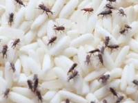 गावाहून तांदळाचं पोतं आणलं पण अळी झाली तर? डब्यात हे पदार्थ ठेवा, अळ्याकिड्यांचा धोका कमी - Marathi News | How To Prevent Rice Bugs : How To Prevent Rice Bugs Naturally | Latest sakhi Photos at Lokmat.com