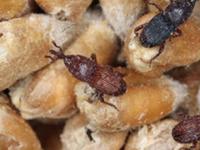 गावाकडून पोतंभर गहू आणले, पण कीड लागली तर? ७ टिप्स- वर्षभर गव्हाला लागणार नाही कीड... - Marathi News | Wheat storage tips at home How to prevent insects in wheat Home remedies for wheat bugs Neem leaves for wheat storage Natural ways to preserve wheat for a year Wheat beetle prevention tips | Latest sakhi Photos at Lokmat.com