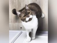 'मुछें हो तो नथ्थुलाल जैसी' विसराल, या मांजरीच्या आणि तिच्या मिश्यांच्या प्रेमात पडाल! - Marathi News | White Mustache cat gringo's photo goes viral on social media | Latest social-viral Photos at Lokmat.com