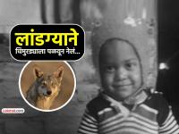 बिबट्यानंतर आता लांडग्याची दहशत... तीन वर्षाच्या चिमुरड्याला उचलून नेलं; कुठे घडला प्रकार? - Marathi News | wolf attacked on 3-year-old child in uttar pradesh after leopard attacks in maharashtra | Latest national News at Lokmat.com