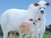 जगातील सर्वात महागडी गाय; किंमत एवढी की, घरासमोर लक्झरीअस वाहनांचा ताफा लागेल! - Marathi News | Expensive Cow In The World worlds most expensive cow of nelore breed sold for 31 crores in brazil | Latest jarahatke Photos at Lokmat.com