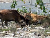 बापरे! नदीकिनारी बछड्यांसह वाघिणीनं गाईची केली शिकार; पाहा भीषण हल्ल्याचे फोटो - Marathi News | Tigress with three cubs hunting cow in ramnagar uttarakhand | Latest jarahatke Photos at Lokmat.com