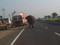 सैराट झालेल्या हत्तीमुळे नागपूर-हैदराबाद महामार्गावर पळापळ; महिलेचा मृत्यू, एक जखमी