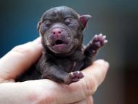 Miracle puppy : पहिल्यांच समोर आला ६ पाय अन् २ शेपट्यांचा कुत्रा; अशा अवस्थेत जीवंत राहणारा जगातला पहिला जीव - Marathi News | Miracle puppy born with 6 legs 2 tails first to survive its condition science | Latest jarahatke Photos at Lokmat.com