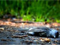 नाव रुपकुंड आणि प्रत्यक्षात सापळ्यांचे बेट? भारतातील अशा दहा रहस्यमयी गावांची माहिती! - Marathi News | Rupkund lake is actually the Island of human skeleton? Information about ten such mysterious villages in India! | Latest bhakti Photos at Lokmat.com