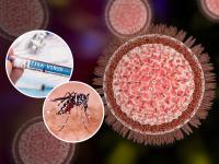 Zika Virus: कोरोनापाठोपाठ आता राज्यात झिका व्हायरसचा धोका, वेळीच जाणून घ्या लक्षणं - Marathi News | Zika virus infects 7-year-old Maharashtra girl; Check symptoms, treatment of Zika virus | Latest maharashtra Photos at Lokmat.com